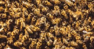 bee_650804a01006a